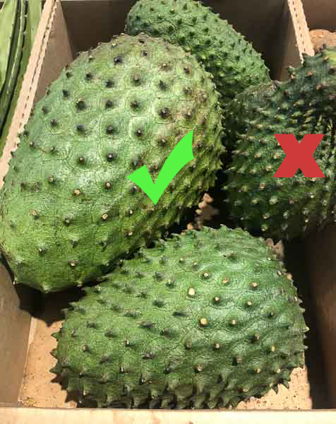 How to Choose a Good Soursop by Roxy Chow Down